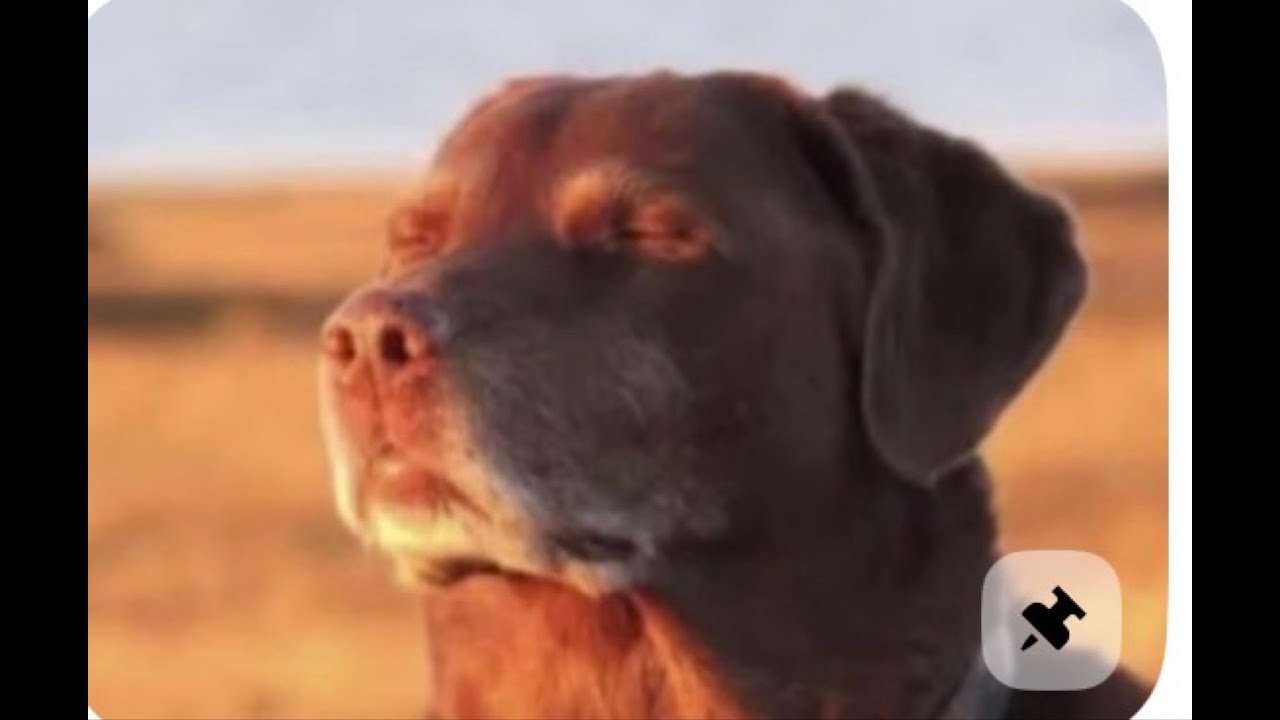 Апаю 1000 кубков на Бравлера в бравл Старс