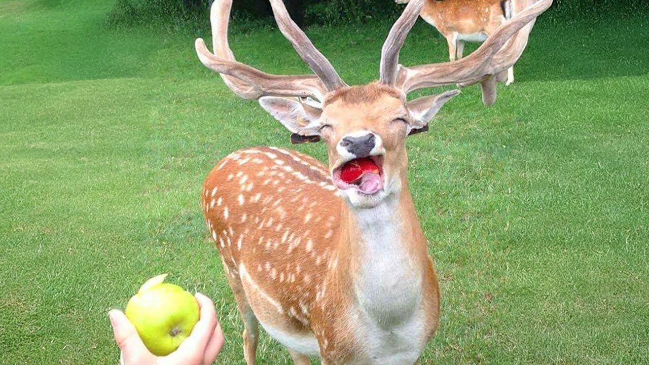 99.9% Can’t stop cracking up at these animals - Funniest ANIMAL Videos 2025
