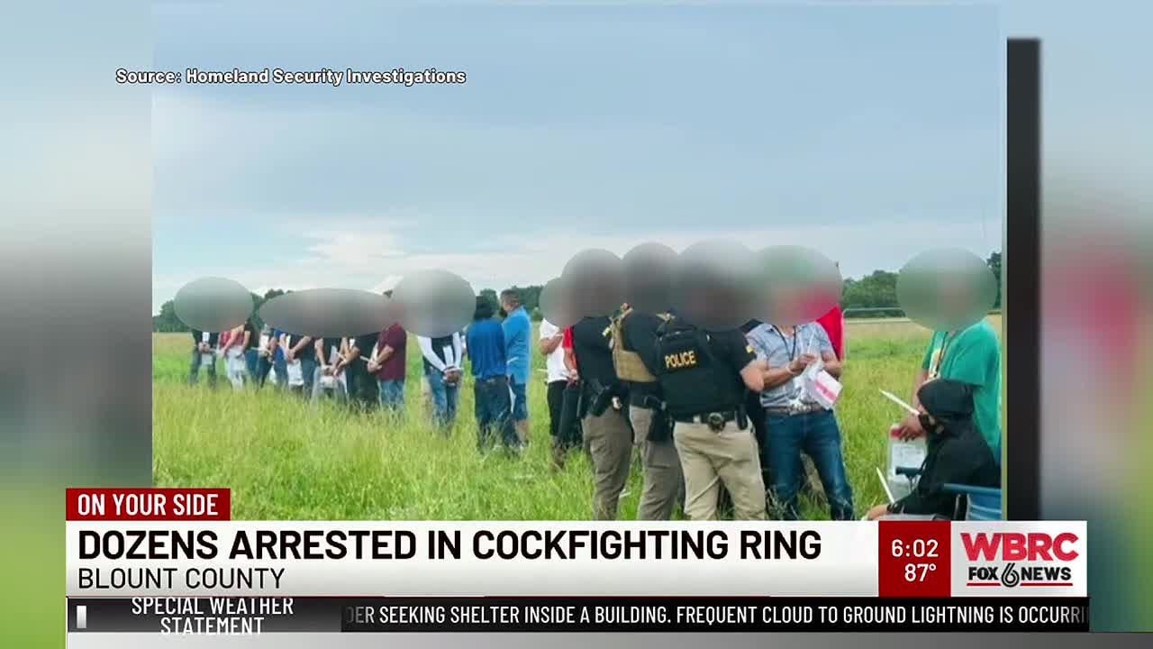 Dozens arrested in Blount County cockfighting ring