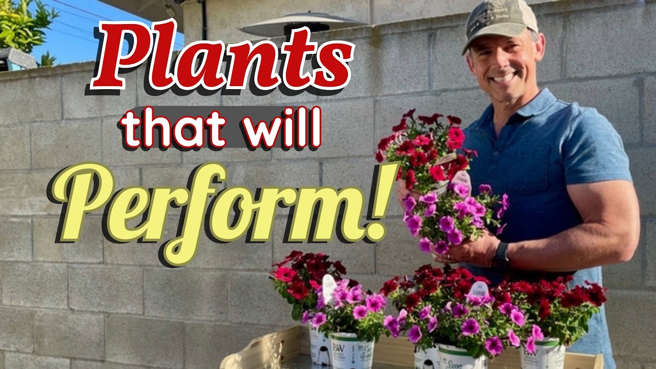 Petunias as Groundcover: A Low-Maintenance Solution | Gardening with the Williamses
