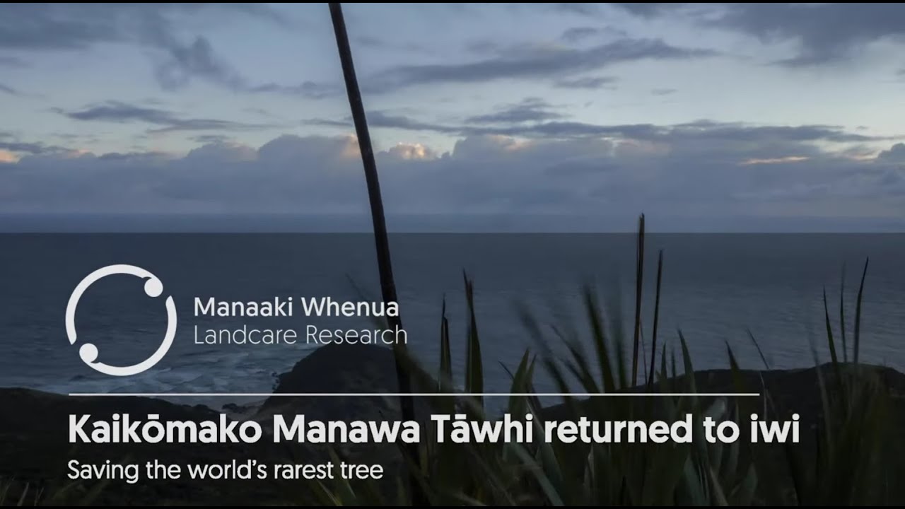 Kaikōmako manawa tāwhi (Pennantia baylisiana) returns to the Far North and Ngāti Kuri