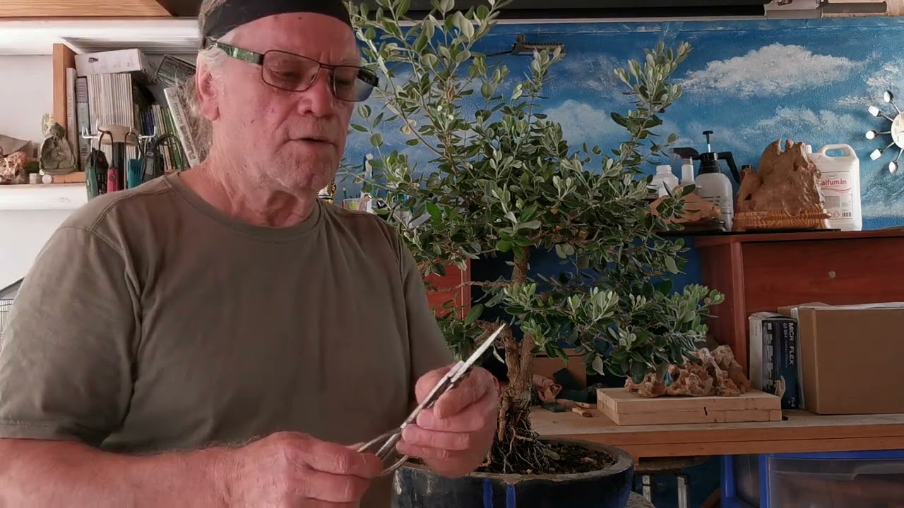 Compartir bonsai de metrosidero la poda .