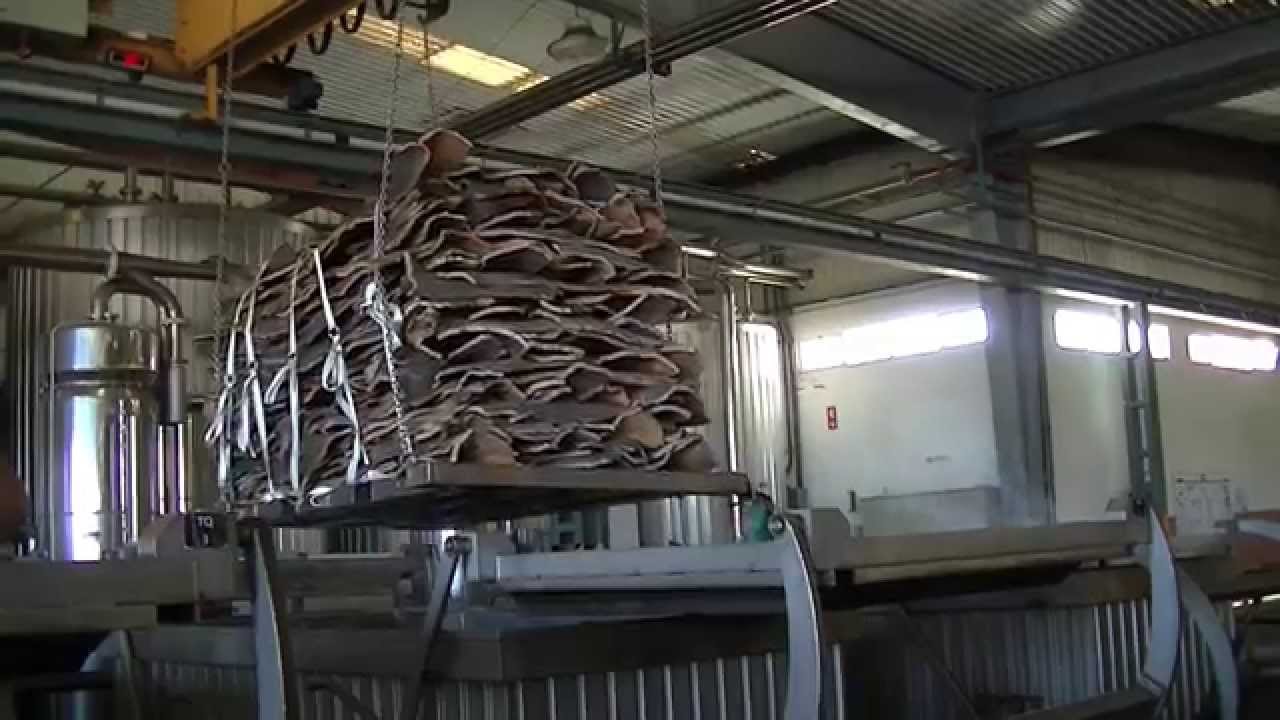 Preparando a cortiça para produção de rolhas naturais.