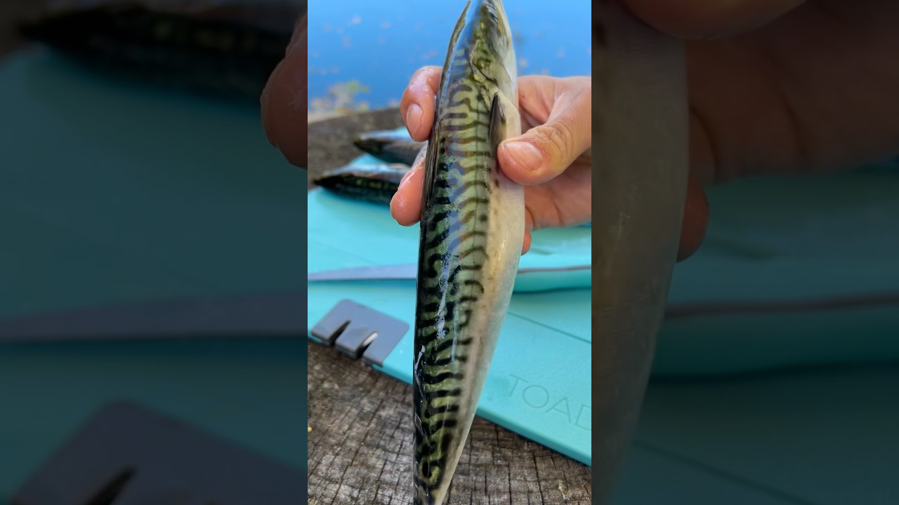 This Fish is Trash #fishing #shorts
