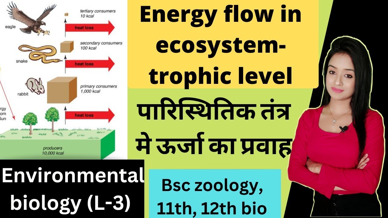 Environmental biology (L-3), energy flow in ecosystem in hindi, trophic level in hindi, lion batch