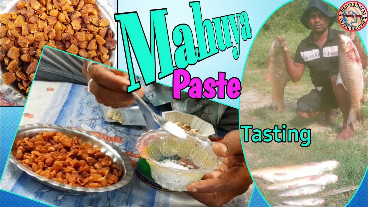 Mahuya Ka KATLA  And  ROHU Machli Ke Liye Fishing Bite Laping / Paste ✅️