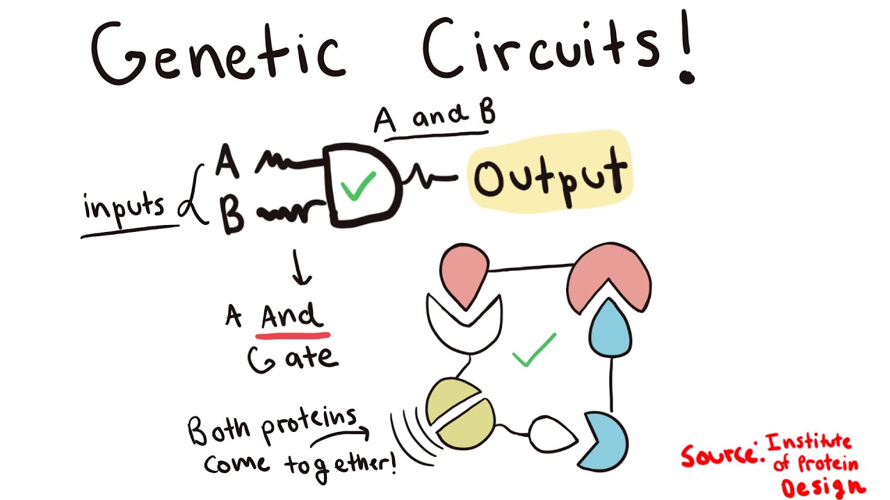 Breakthrough Junior Challenge | Genetic Circuits | Mahee Chandrasekhar