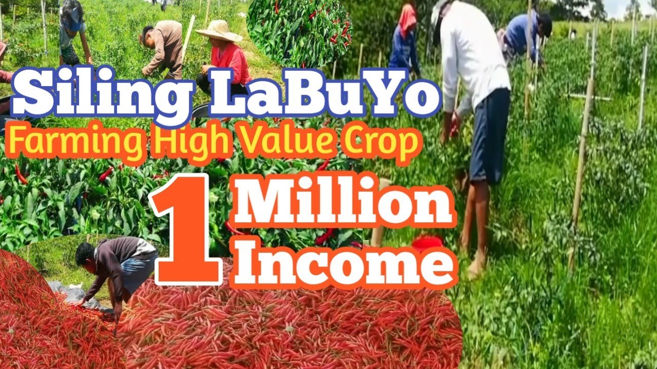 MAGKANO ANG KITA SA 3HECTARE  NA SILING LABUYO |HARVESTING HIGH VALUE CROP SILING LABUYO|