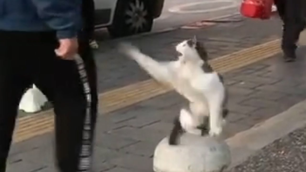 Stray Cat Sits on Sidewalk and Attacks Pedestrians