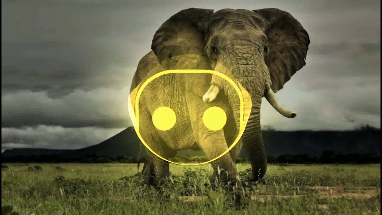 Dovax - Safari (BOUNCE)