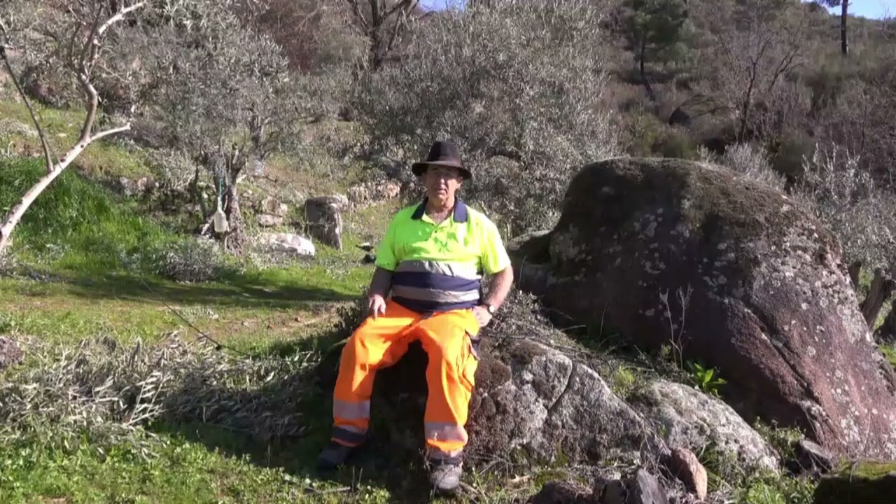 Antibiótico para mis Olivos