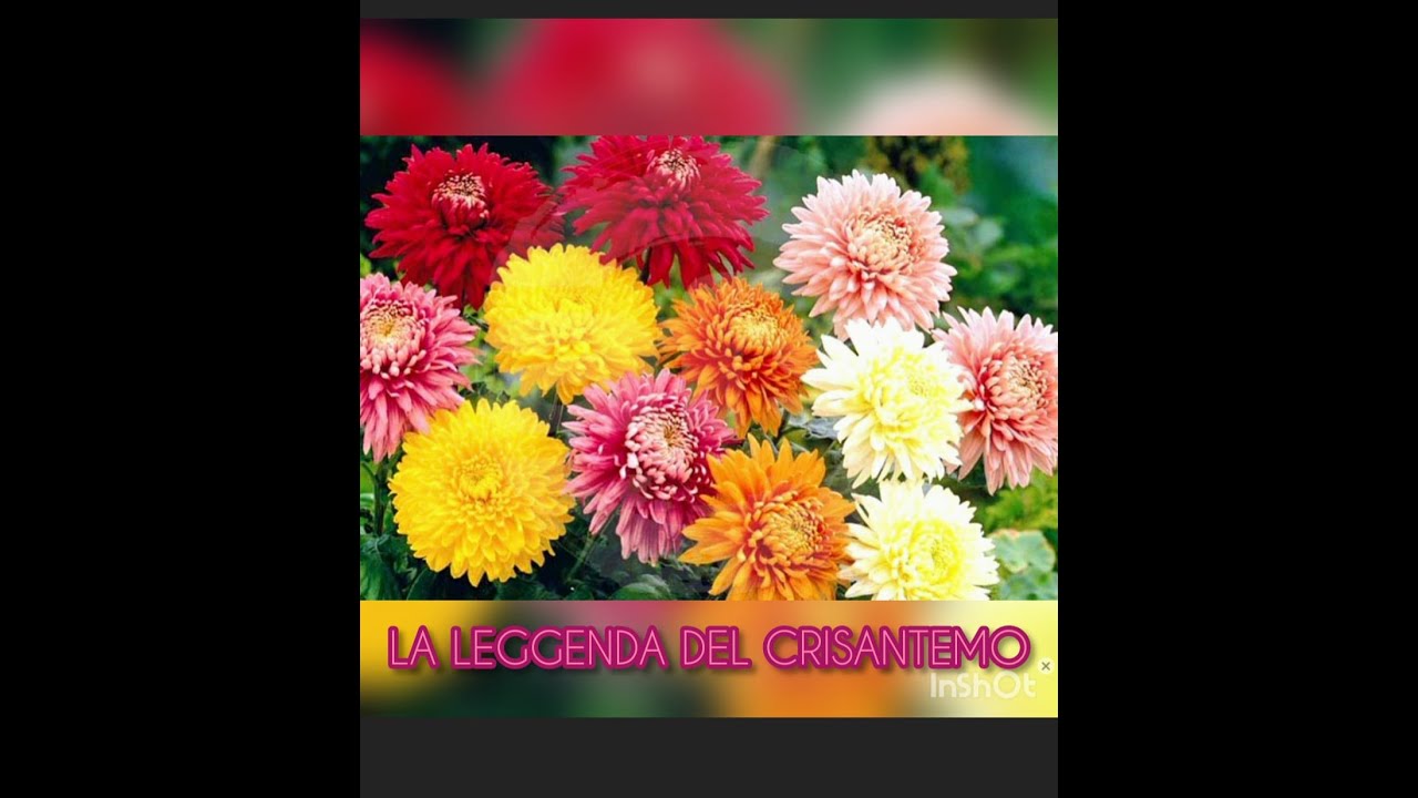 LA LEGGENDA DEL CRISANTEMO