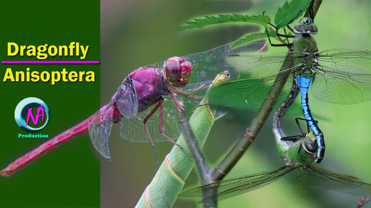 Dragonfly (Anisoptera) [HD]