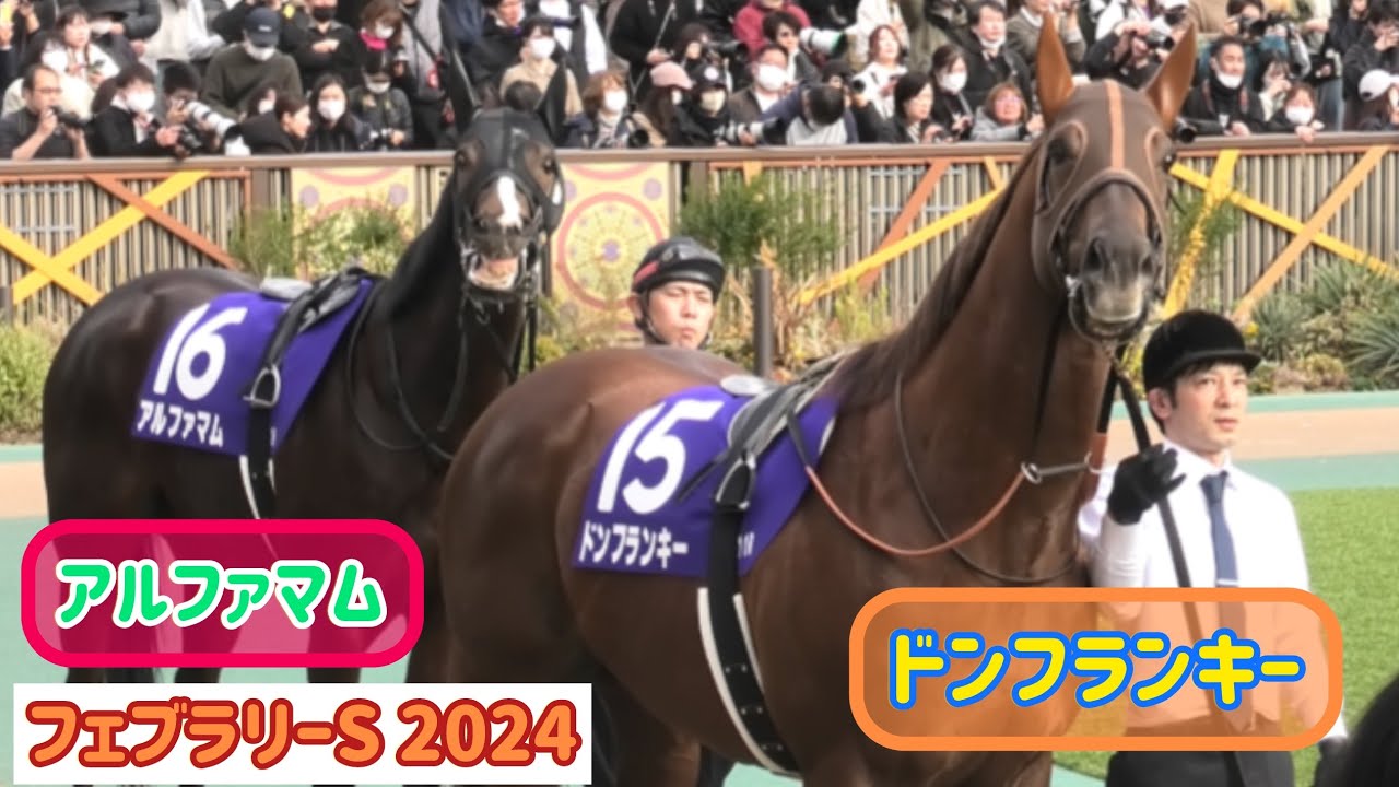 【フェブラリーS 2024】前が突然止まって「？」からの電光掲示板をじっと見るドンフランキーとアルファマム