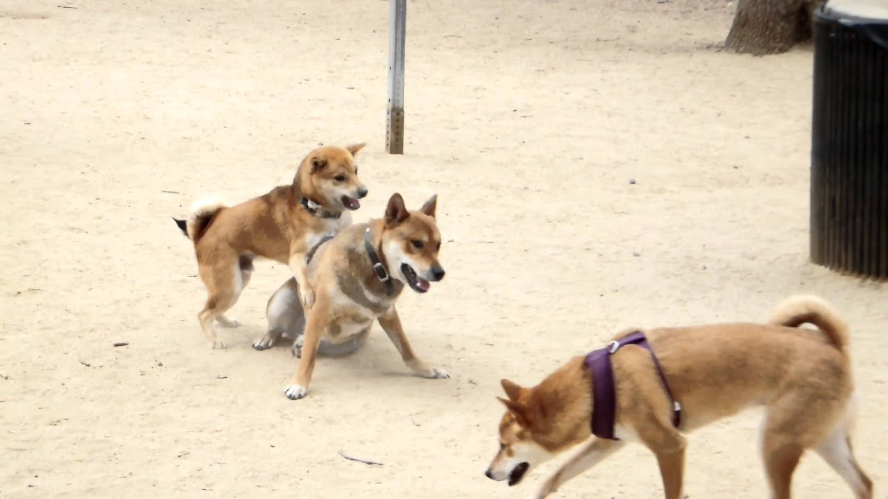 shiba meetup 6/9/12 long beach