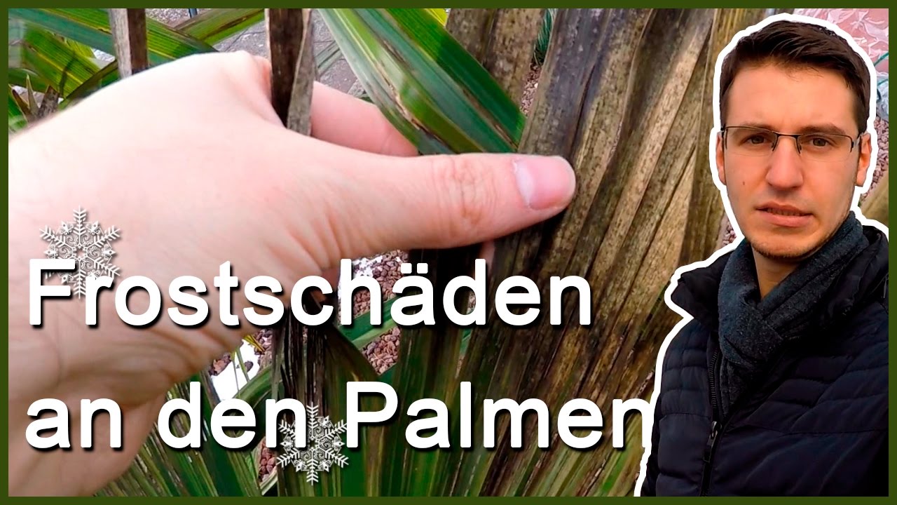 Vlog # 4 Palmen aus dem Winterschlaf wecken