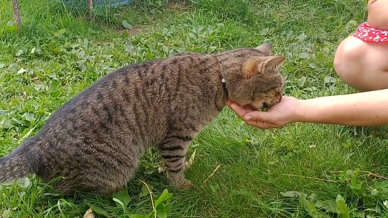 котик ест горох