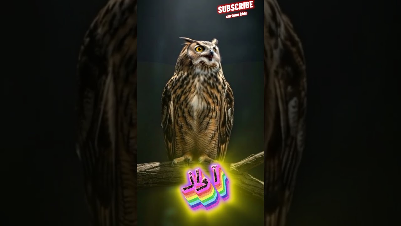 The blind Owl 🦉 Who Saved Everyone 