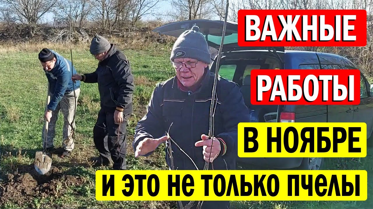 Пасека в ноябре. Важные работы на пасеке — это не только забота о пчелах! Как посадить лещину?