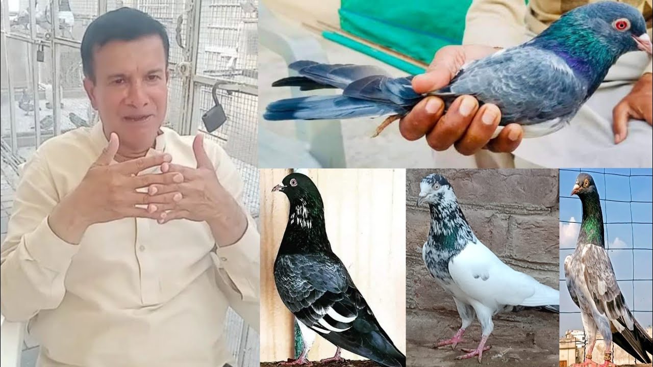 Ustad Naeem Bhatti Sahab ky sath unki Old Breeds ka Shoq karty huy