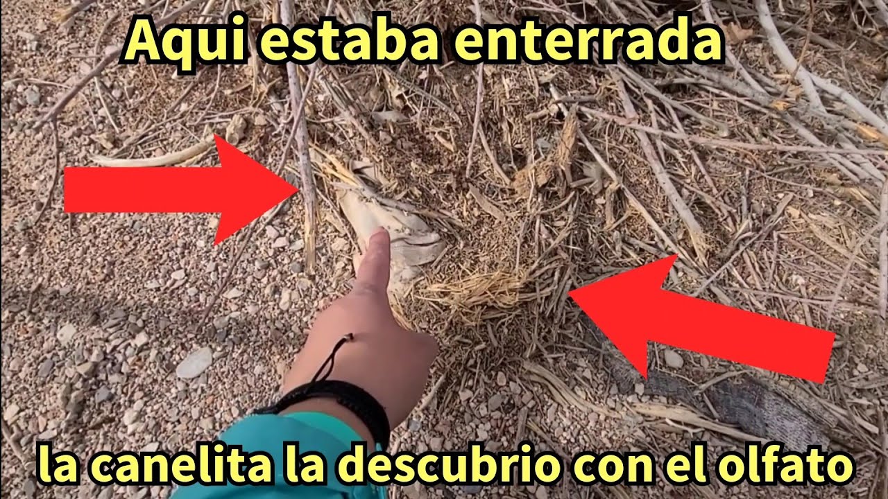 Mis aventuras del oeste # 434 casi muerde una cascabel a mi apa y encontramos muchas cosas