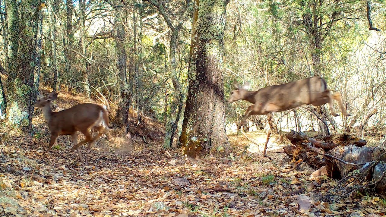 La fauna de Sierra Fría, Aguascalientes.