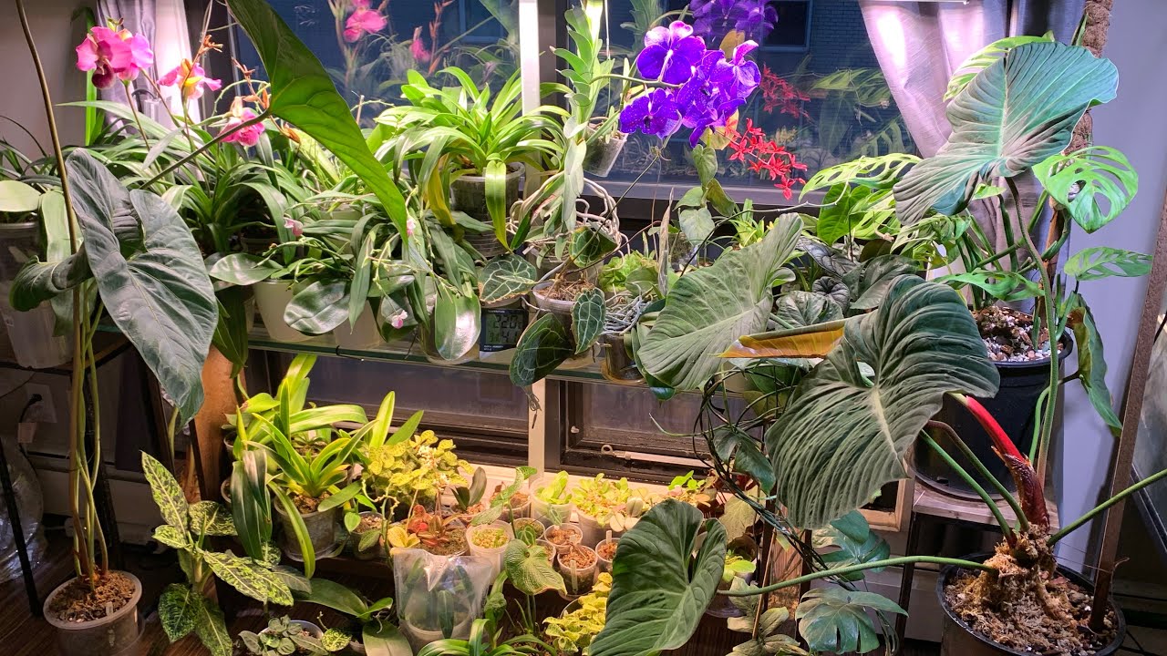 Plant Collection Update + Fluence Ray66 LED Review
