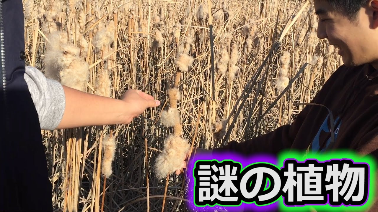 土手で遊んでたら謎すぎる植物見つけた