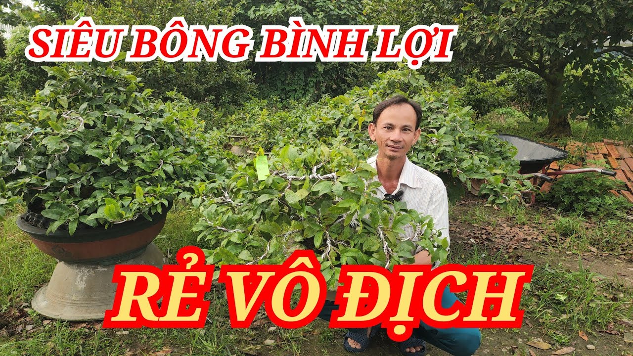 📞 GIANG 0981838059 MAI GHÉP CHƠI TẾT NỤ TO ĐẸP RẺ VÔ ĐỊCH VÀO NGAY BAO SHIP 21/01/2026 | Bến Tre Ơi