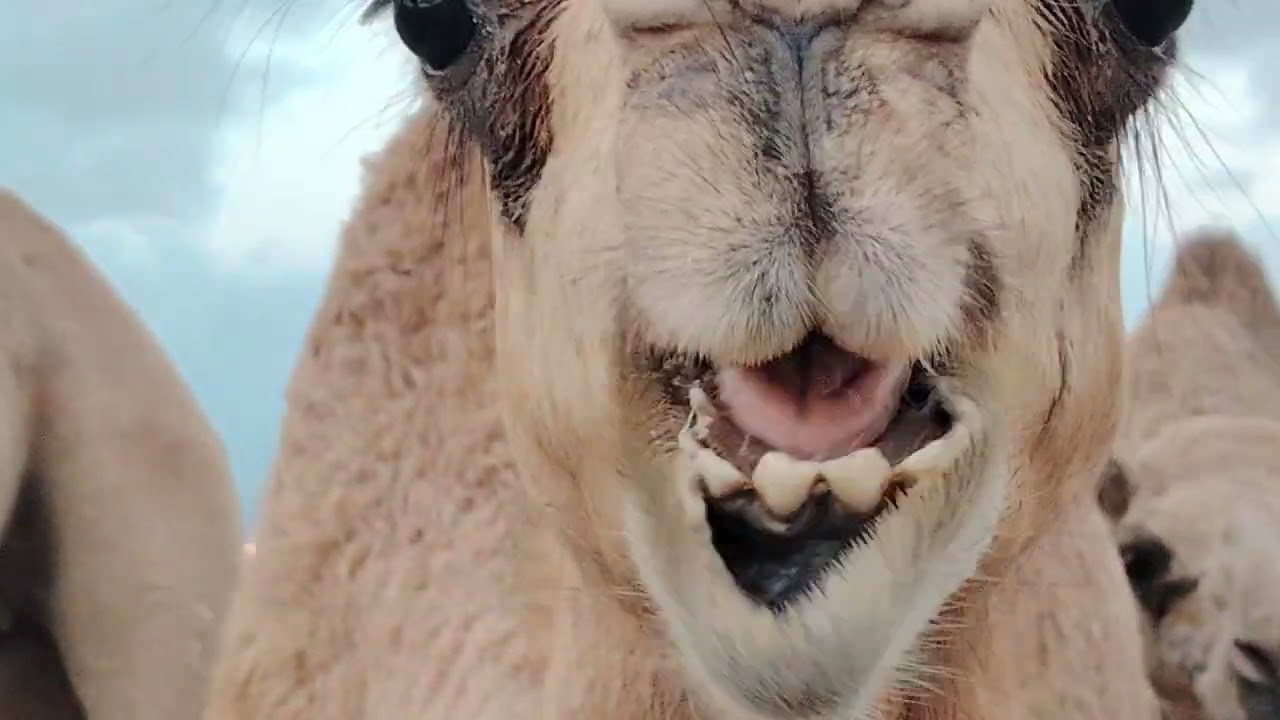 Camel in happy mood