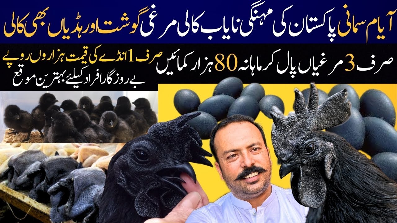 Ayam Cemani Hen Farming Pakistan Most Profitable Business | Ayam Cemani Chicks & Aggs Price