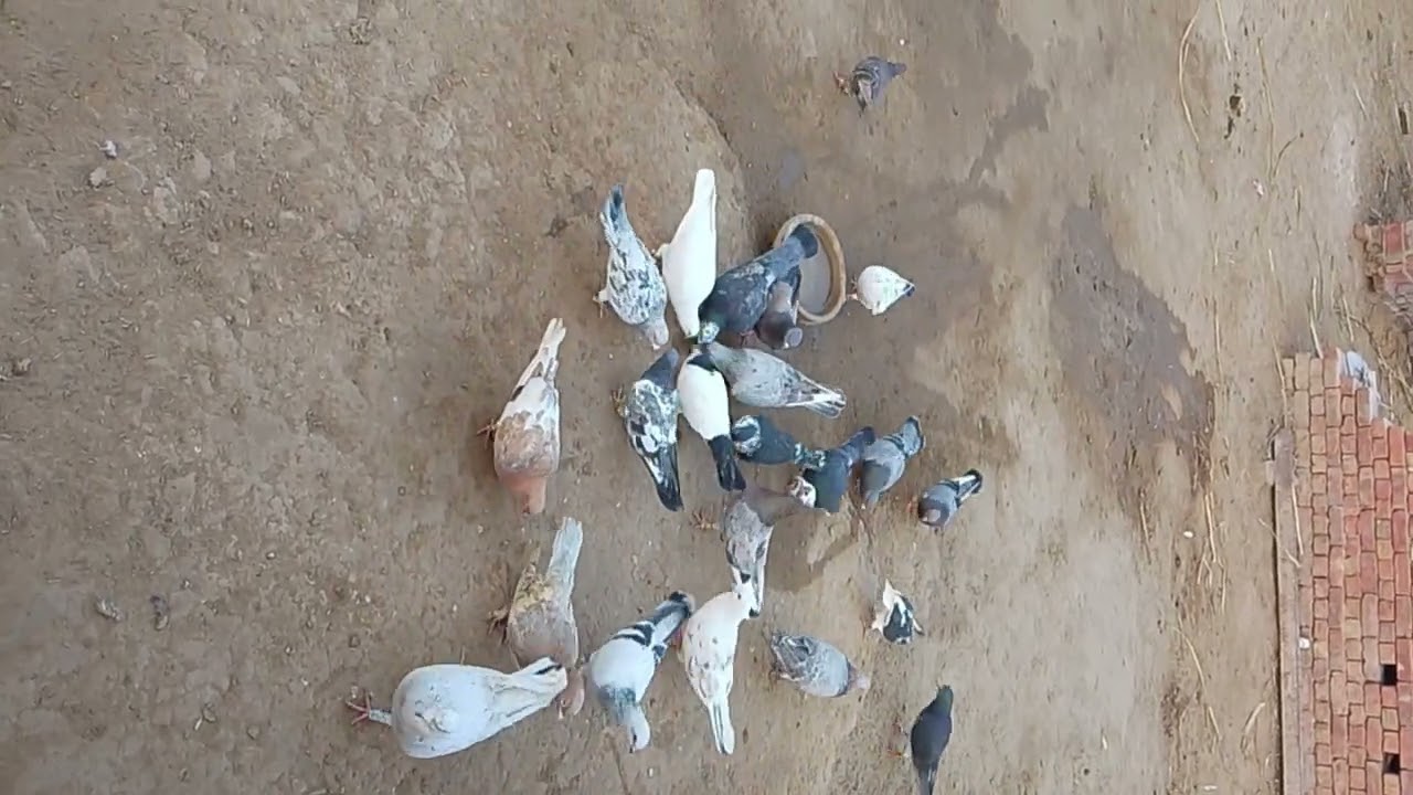 Cute Pigeons Sitting and Enjoying Life