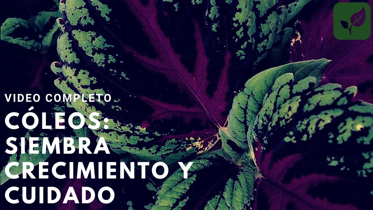 CÓLEOS CRETONA SIEMBRA CRECIMIENTO Y CUIDADOS | VIDEO COMPLETO PASO A PASO