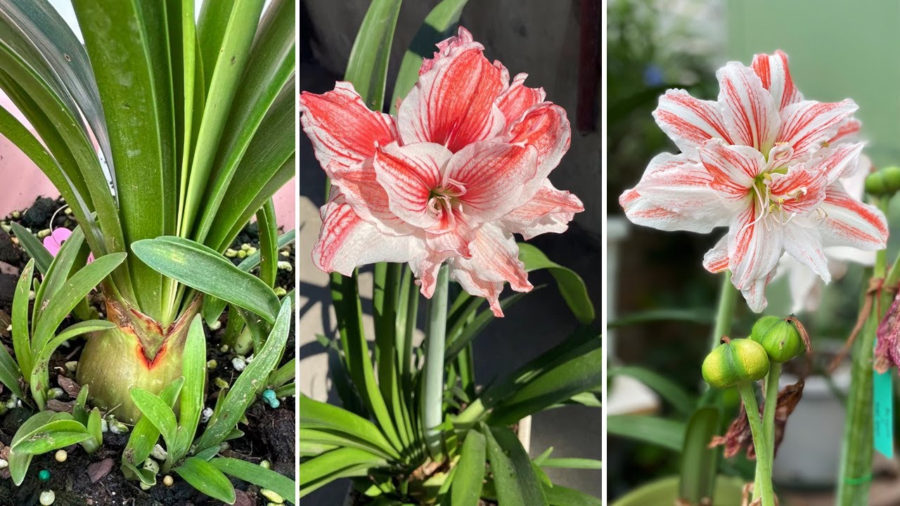 Amaryllis Care: How to Water Amaryllis to Have it Bloom Year After Year?