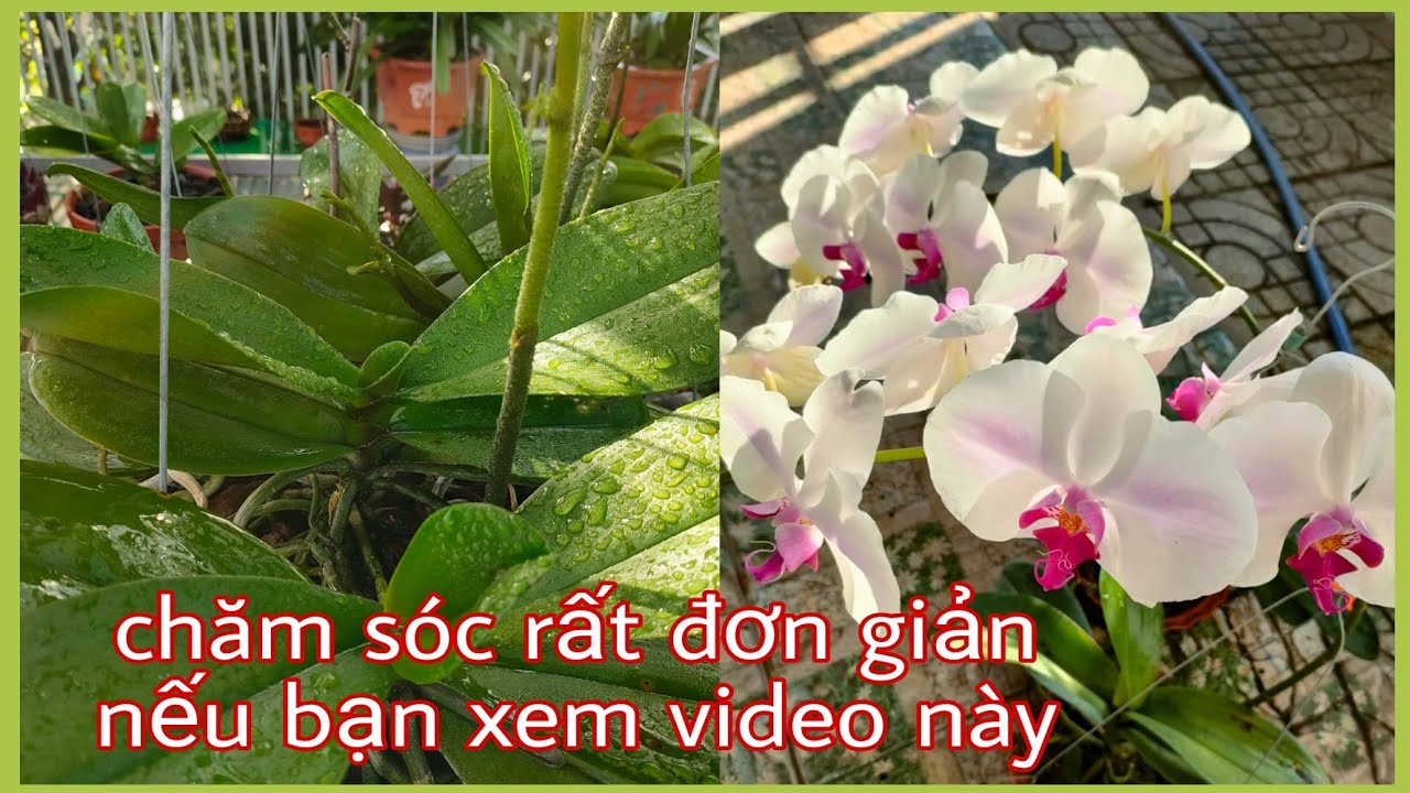 CHĂM SÓC HỒ ĐIỆP TỪ KHI CÓ NGỒNG ĐẾN KHI NỞ HOA. T264#hoalantuyenha