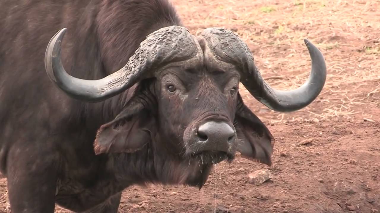 South Eastern Zimbabwe by The Malilangwe Trust and shared by Inspiration Zimbabwe