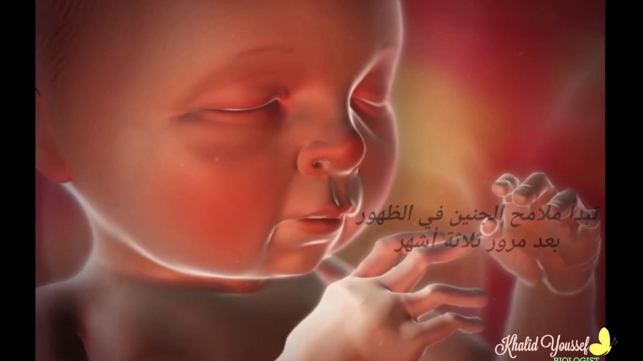 نمو الجنين وتطوره Fetal development