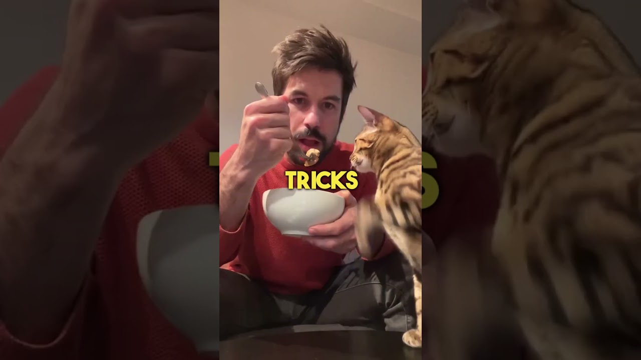 5 Tips to Bond With Your Cat 🐱 #catfacts