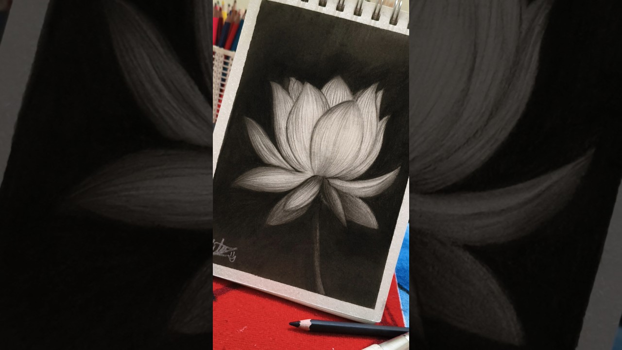realistic lotus flower drawing #lotusdrawing #charcoalart
