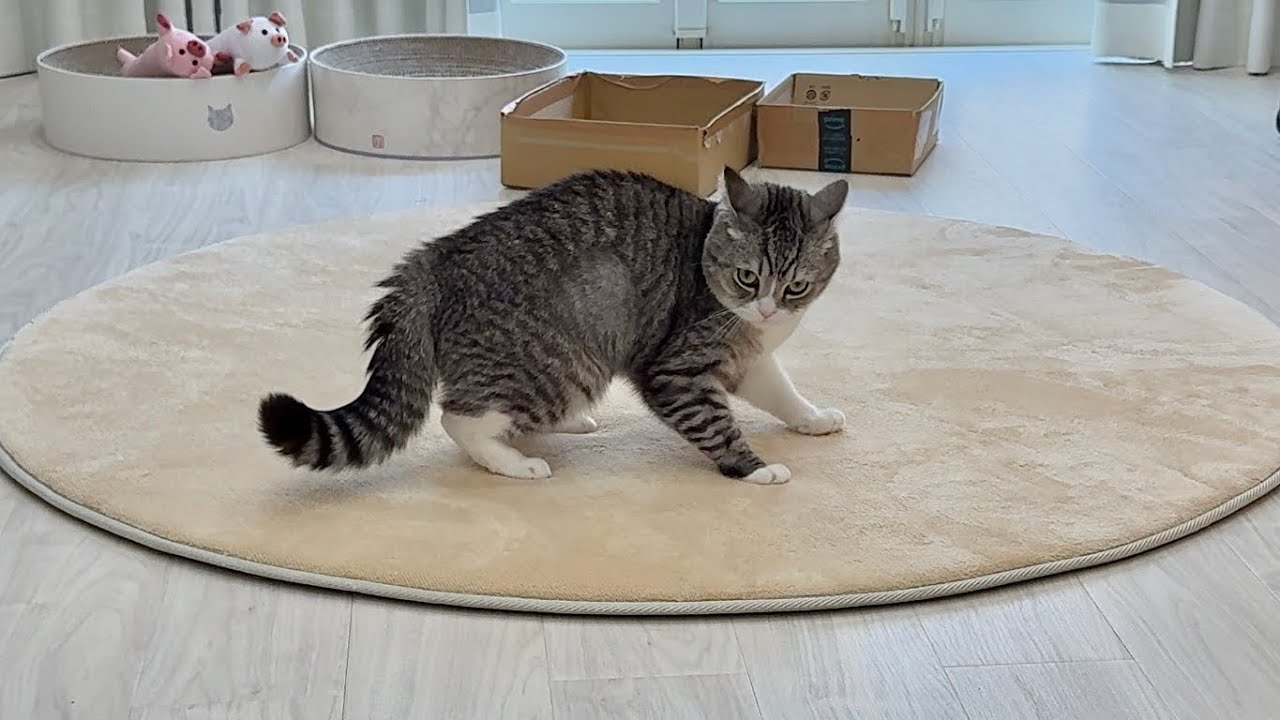 遊びたがってる猫をスルーし続けたらついに我慢の限界が来てこうなっちゃいました&hellip;笑