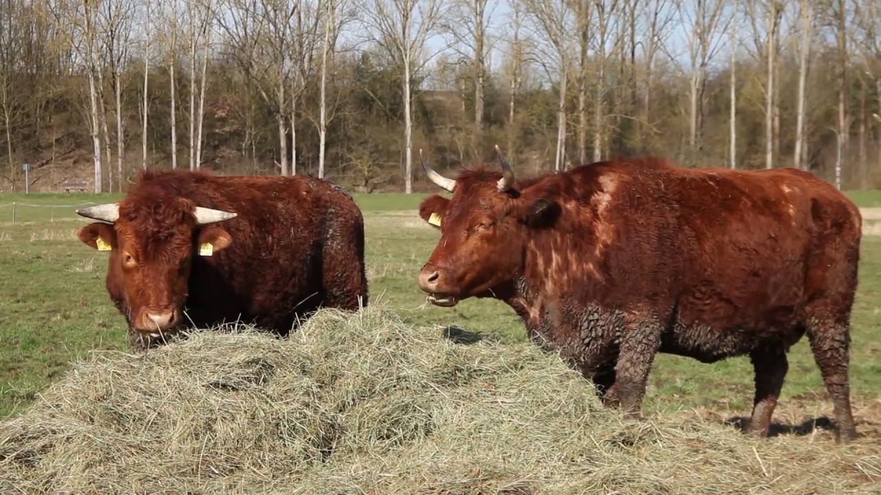 Bull and Cow , Rotes H&ouml;henvieh