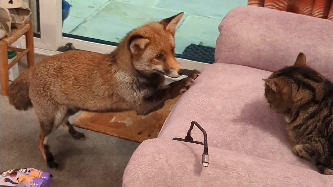 My cat hates the foxes