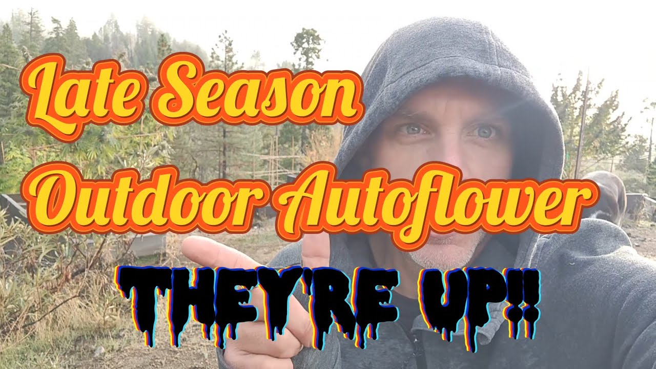 Late Season Outdoor Autoflower Grow They're Sprouted!