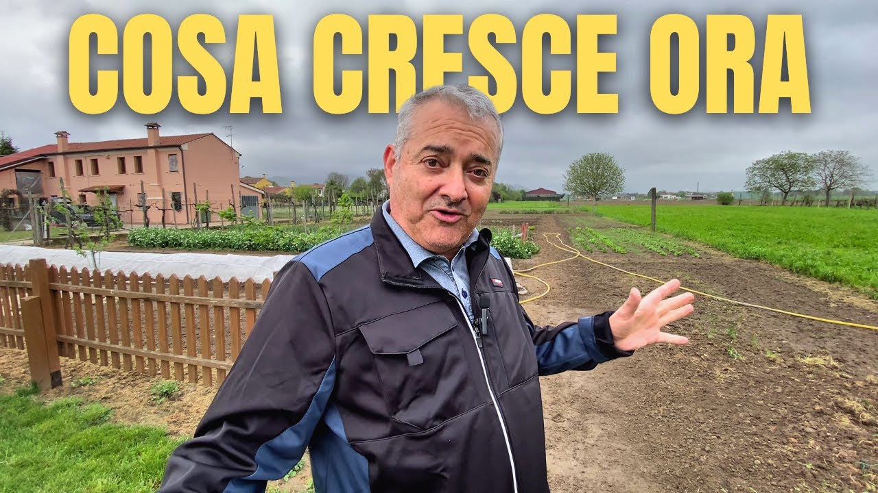 🌱 un Giro nel Mio ORTO: Ecco cosa sto Coltivando Ora!