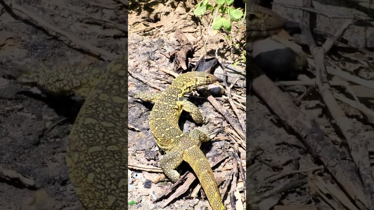 Wildlife in Tanzania Part 15 