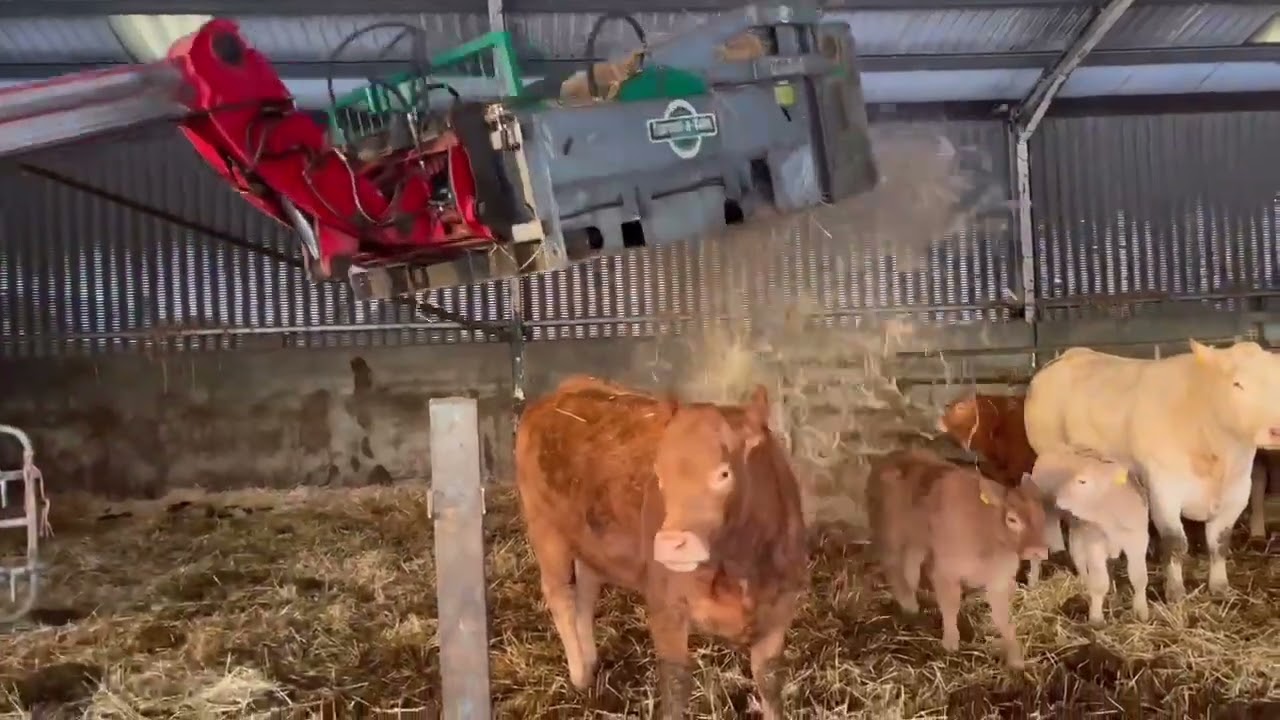 Mini Spread-a-Bale beds up a 120 cow pedigree & commercial beef herd near Ballynahinch, Co. Down