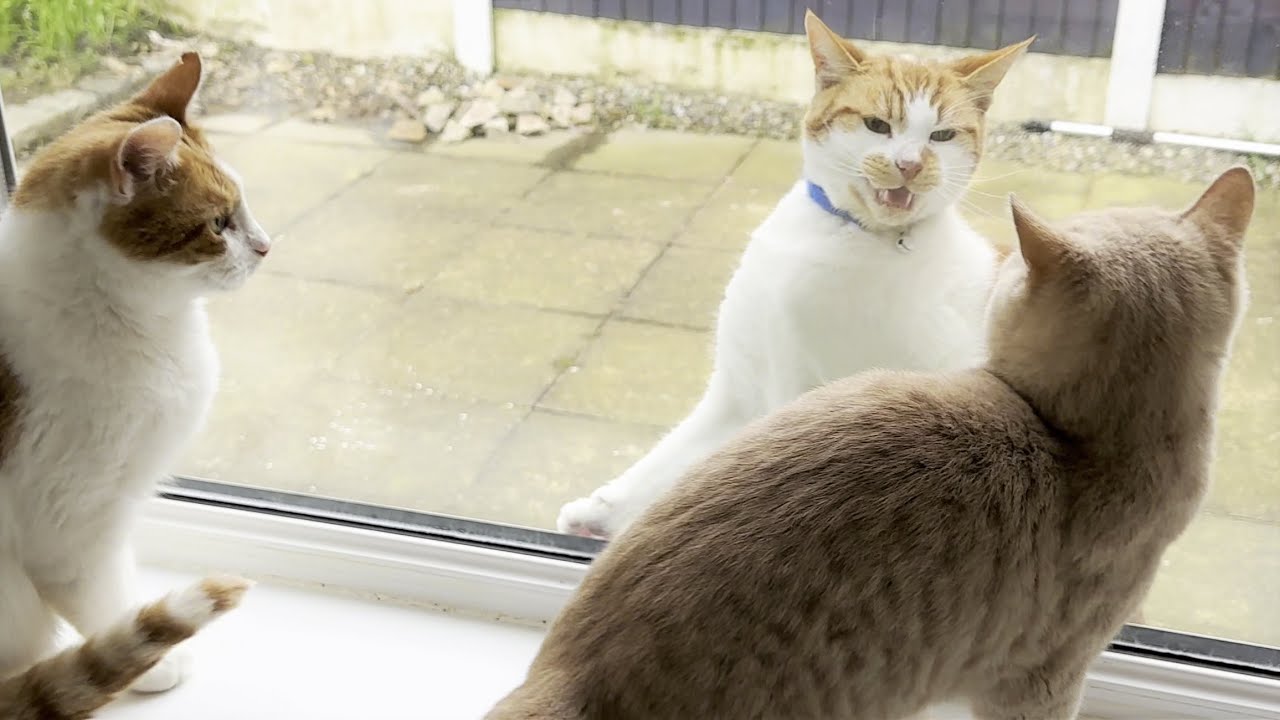Intruder Cat Tries To Fight My Cats Through The Window