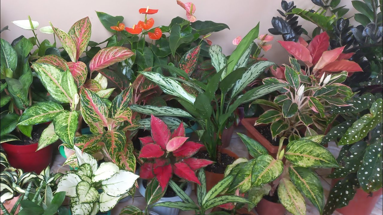 Plantas coloridas em vasos na calçada, último vídeo e Feliz ano novo. 