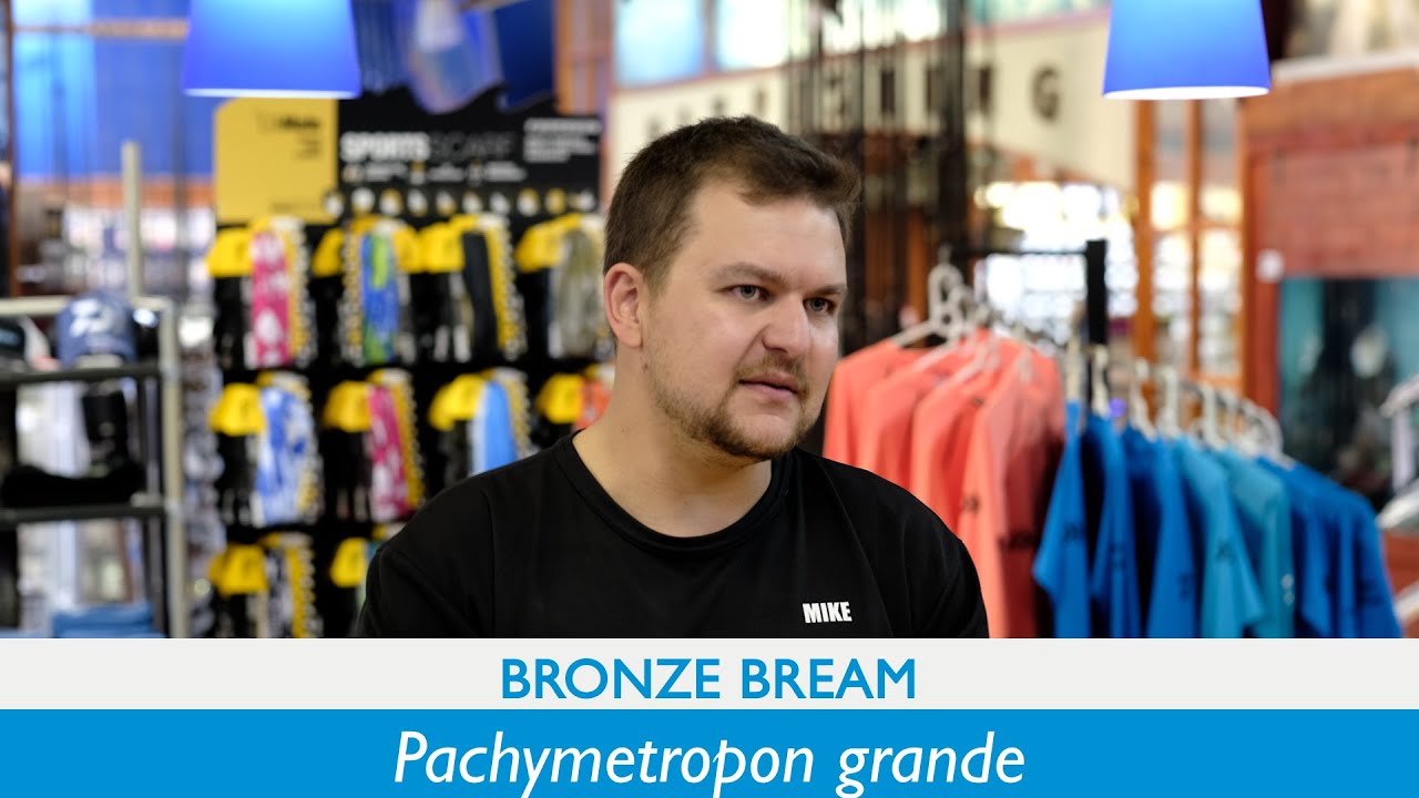 Species | Bronze Bream