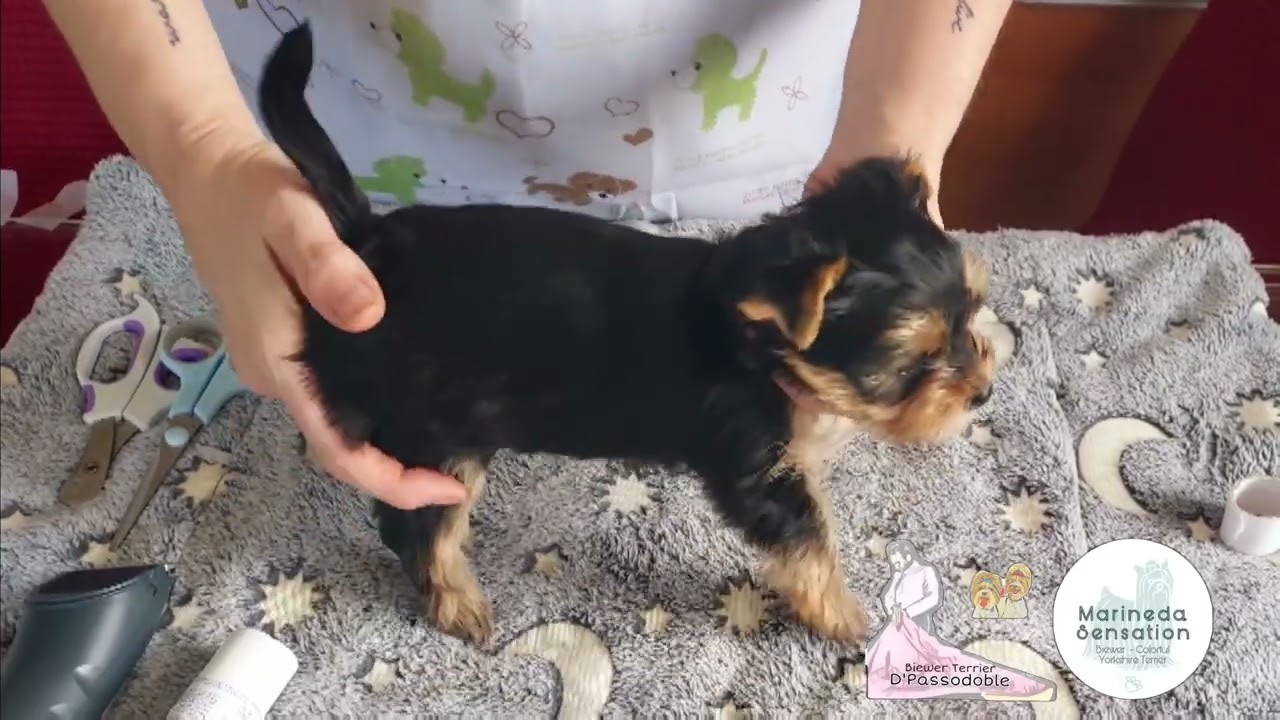 Yorkshire Terrier, mantenimiento higiénico y encintar orejitas con cachorro de 45 días (mes y medio)
